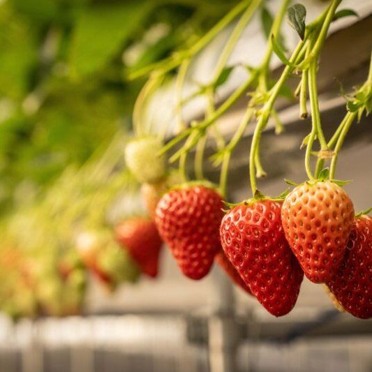 ＼いいじまのいちご農家さん／

美味しいいちごドリンクを販売する「Berry's FAM」のキッチンカー。いいじまのイベントで見たことがある人もいるんではないでしょうか。

Berry's FAMは2021年にオープンしたいちご農家さん。
@berrys_fam

元々会社員だった宮澤勇次さんが、妻の佳代さんと一緒にはじめ、夏秋いちごを育てています。甘みと酸味を両方持ち合わせている夏秋いちご。その良さを活かすために六次化をすすめ、キッチンカーで飯島町内や周辺地域のイベントなどで販売しているそうです。
ゆくゆくは #いちご狩り や、いちご専門カフェもやりたいなとやりたいなと考えているそう。

宮澤さん夫妻の想いを、ぜひ記事で読んでみてくださいね。

▶【Berry's FAM】いちごがつなぐ人と笑顔　夫婦で歩む農家への道
■ writer:気賀澤絵美さん ■
https://iju.go-iijima.nagano.jp/contents/3221/

#iijimanote #イイジマノート
#長野県 #長野観光 #長野 #伊那谷 #南信州
#飯島町 #飯島 #いいじま
#移住 #定住 #田舎暮らし #移住生活 #移住女子
#田舎で子育て #田舎で暮らす
#いいじまの人