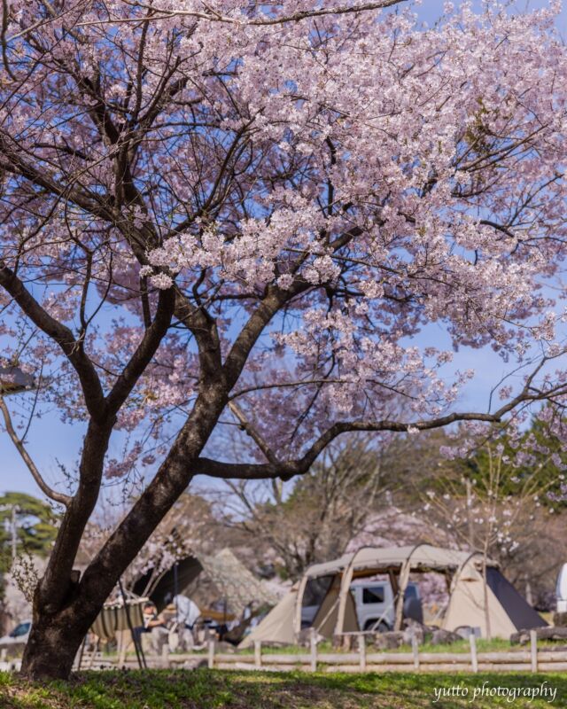 キャンプ場の春、桜満開🌸

千人塚には数種類の桜の木があるのでGW頃まで桜が楽しめます。写真の桜はもう見頃を過ぎていますが他の桜が咲いているかもしれません🫠

20日土曜日はマルシェが開催されます。楽しいこといっぱいありそうです。

sen_ninzuka.official 
tsumugi_marche 

*
*
*
*
*
#飯島町
#千人塚
#千人塚公園キャンプ場 
#千人塚公園 
#つむぎマルシェ 
#春
#お花見
#キャンプ
#お花見キャンプ
#長野県
#長野のいいところ
#iijimanote