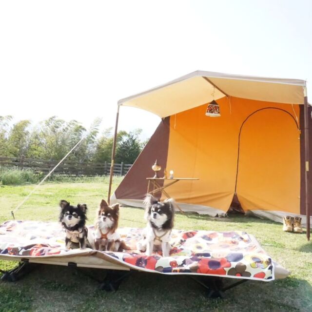 いなかの風キャンプ場🏕
二泊目
サイトが変わったのでテントも変えてみました
#ちわわ#チワワ
#ちわわとキャンプ 
#いなかの風キャンプ場 
#いっぱいありがとう💕 
#あしたも一緒に遊ぼうね🎵