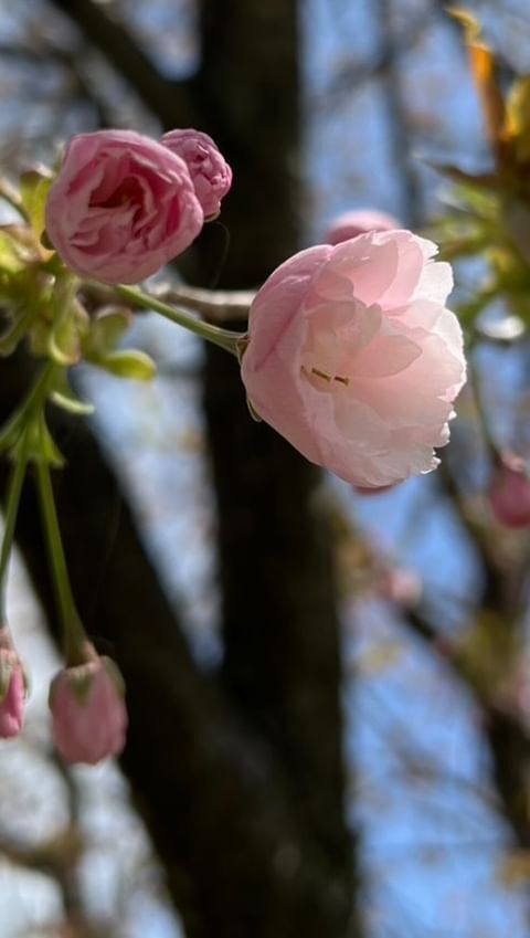 ＼千人塚 桜の様子／

暖かい陽気が続く時もあって
桜 × マルシェ、大丈夫かな？？
超超超〜不安に思うこともありましたが、
まだもう少し桜が楽しめそうです。
（八重桜はまだ咲き始め‼︎）

🔥明日はつむぎマルシェ🔥

桜も、マルシェも、
夜までゆっくりじっくりお楽しみ下さい。

----- 出店者リスト -----

◼︎CRAFT＆ART＆WORKSHOP🕊️
・奏雨a-to ／ ka_nau.art 
・Knoah ／ kaoru_seitai_nagano 
・NABI ／ handmade_nabi 
・to unfurl ／ tounfurl 
・KNOT ／ knot_thx_gram 
・Les proches ／ lesproches_stone 
・FURAHA! ／ kinoaki0126 
・crayon shop.M ／ crayon_shop.m 
・なつぞら（BTW） ／ natsuzorafarm 
・ミチノコトリ ／ michinokotori 
・mizuhana ／ mizuhana_garden 
・WHALE ひび氣 ／ whale_hibiki8 
・ムクラム花店 ／ ripetit.1210  cocoirono 
・整体･ヒーリングサロンふわっと ／ misatooom 

◼︎RELAXATION🌱
・tounfurl ／ tounfurl 

◼︎FOOD&DRINK🥤
・タピオカサンド ／ tapioca_sando_ 
・こはるcoffee ／ koharu.coffee 
・ONOベーグル ／ rapikou7 
・まぜまぜ ／ mazemaze.southindia 
・けんちゃんの唐揚げ ／ kenchan_no_karaage 
・森の詩 ／ morinouta_coffee 
・NICOLE ／ nicole_spica 
・とろり天使のわらびもち ／
 tenshino_warabimochi_matsumoto 
　（順不同・敬称略）

----- 特別企画 -----

◼︎16:00〜LIVE PAINTING🎨
　奏雨a-to ／ ka_nau.art 
　まっさらなキャンバスに色をのせて
　つむぎマルシェのシンボルを描いてもらいます！

-------------------

焚き火をしながら暖が取れるよう準備を整えて
皆様をお迎えしますので、
時間の許す限りゆっくり桜を眺めながら
夜までしっとりマルシェをお楽しみください。

◼︎企画･主催 ／ 千人塚公園キャンプ場
　sen_ninzuka.official 
　tsumugi_marche 
◼︎support ／ mw24_photograph 

🌙
⭐︎
🌙
⭐︎

#つむぎマルシェ
#マルシェ 
#マルシェイベント
#野外イベント 
#夜桜マルシェ 
#livepaint
#マルシェ好きな人と繋がりたい 
#craft
#outdoor 
#キッチンカー
#フードトラック 
#飯島
#飯島町
#マジイイイイジマ
#上伊那 
#伊那谷
#南信州
#伊那谷のいいところ 
#南信州のいいところ 

#千人塚公園
#千人塚公園キャンプ場