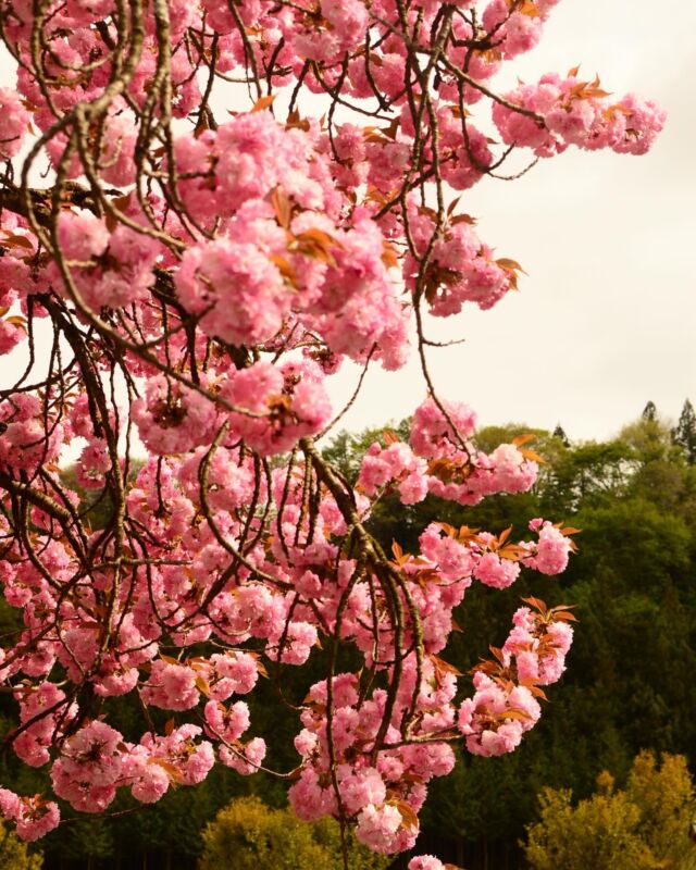 .

ソメイヨシノが散った頃
場内は八重桜が満開🌸

桜の大トリだけあって
ふわふわで大きなお花は貫禄があります。

週末まで見頃です！