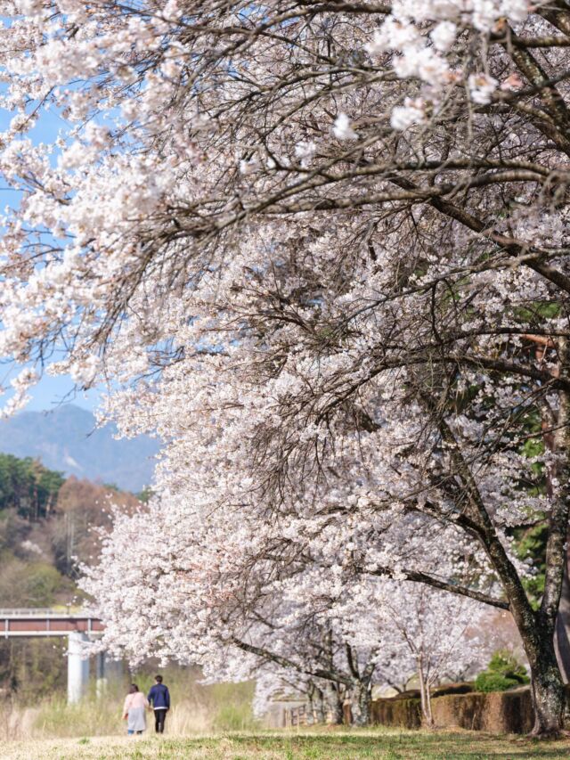 ＼飯島町の桜🌸開花情報／  4月になりました  今年の桜は
少し早めに目を覚まし、
飯島町でも
やわらかな春の景色が
広がり始めています。  飯島町観光サイトでは
【桜のおすすめスポット】と
【開花情報】を随時更新中です！  お花見や春のお出かけの計画に
ぜひ、ご参考にしてください🌸  -----------  飯島町WEBサイト
▶︎▶︎▶︎https://go-iijima.nagano.jp/sakura/  -----------  ♢写真は過去に撮影されたものです  #iijimanote #イイジマノート
#桜 #おすすめスポット 
#飯島町 
長野県 長野観光 長野 伊那谷 南信州
飯島 いいじま
移住 定住 田舎暮らし 移住生活 移住女子
田舎で子育て 田舎で暮らす