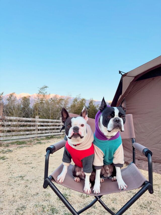 .
2026.3.20-22
🏕️キャンプファームいなかの風  2026年最初のキャンプはエース家と⛺️⛺️
設営時は風が強かったけど3日間とも快晴
朝晩はさすがにまだ寒い🥶とくに朝は霜だらけだし指先がヤバかった。  今回はnewテント⛺️ボーデン　
設営中ファスナー壊れるハプニング‼︎
テントが大きくなったからうちのテントをリビングに　寝室も広くなって快適。  2日目の朝はツルヤで買ったパンたち
お昼はツルヤで買ったカップ麺たち
朝はのんびり〜　午前中に近くのお風呂へ♨️  .
さぁ、2日目のお昼からはお友達が合流だよ
ラデとエマちゃんがやって来る！！  .
#キャンプ 
#犬とキャンプ 
#いなかの風キャンプ場 
#bostonterrier 
#ボストンテリア