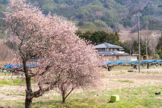 ＼いいじまで春さがし🌷①／  少しずつ色づくまちの景色に
心もふわっと軽くなります♪
今回は飯島町内で見つけた
春をご紹介します！  -—————————  飯島の春を探して。
3月22日の飯島町内をドライブしました。  アグリネイチャーいいじま
@agrinatureiijima の
ビオトープでネコヤナギの花と
水芭蕉を発見。  日方磐神社では菜の花が
綺麗な花を咲かせていました。
ここはもう少しすると
美しい花桃が見られます。  藤巻川の桜並木では
早咲きの桜や梅の花を見つけました。
4月になれば昼間はもちろんですが、
夜にライトアップされた桜も楽しめます。  畑や田んぼの畦には、
ムスカリや水仙も咲いていました。  町内には所々で桜が咲いていて
緑が少ない中で輝いていました。  最後は中川村との境にある飯沼橋を渡り、
中川村側から
天竜川越しのアルプスの景色を楽しみました。  今年は桜が早いようなので、
これから飯島の桜の名所が
賑やかになるのが楽しみです。  今回の @misuzu_shinshu さんとのコラボは、
早咲き桜のお花見に来たくまさんです。
バスケットには
飯島の美味しいお弁当が入っているのでしょうか。
とても楽しそうですね。  -—————————  photo＆text
フォトアンバサダー前田隆幸さん
@metabolikuma1  -—————————  #iijimanote #イイジマノート
#フォトアンバサダー
#春さがし #町内ドライブ
長野県 長野観光 長野 伊那谷 南信州
飯島町 飯島 いいじま
移住 定住 田舎暮らし 移住生活 移住女子
田舎で子育て 田舎で暮らす
