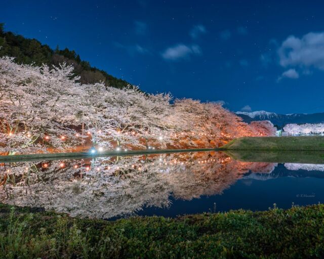 •
📍飯島~道の駅　田切の里~  ここのライトアップはとても綺麗でお気に入りの場所✨
池か田んぼか🤔水が貼っていたおかげで見事なリフレクション！風もなく雨続きの少しの晴れ間を狙って撮れました☺️  #カメラ好きな人と繋がりたい #iijimanote 
#桜 #しあわせ信州 #長野のいいところ