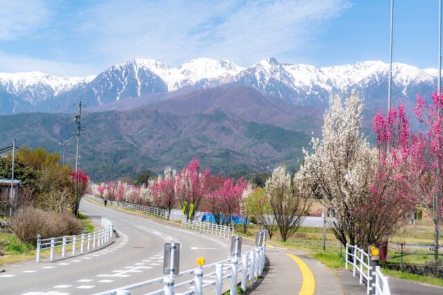 長野県飯島町の花桃街道。
まだ樹は小さいですが、数年後には花桃の名所になる穴場です。
　カラフルな花桃と中央アルプスの山がとても美しいフォトスポットです。  #飯島町
#花桃　
#長野
#南信州
#長野のいいところ
#しあわせ信州
#一眼レフ
#長野列車旅 
#sonyalpha
#japanphoto
#japantrip
#photo_jpn
#japanesestyle
#trip
#travel
#local  #naturephotography
#naturephoto
#flowers#iijimanote
#イイジマノート
#いいじまの魅力
#goiijima2026