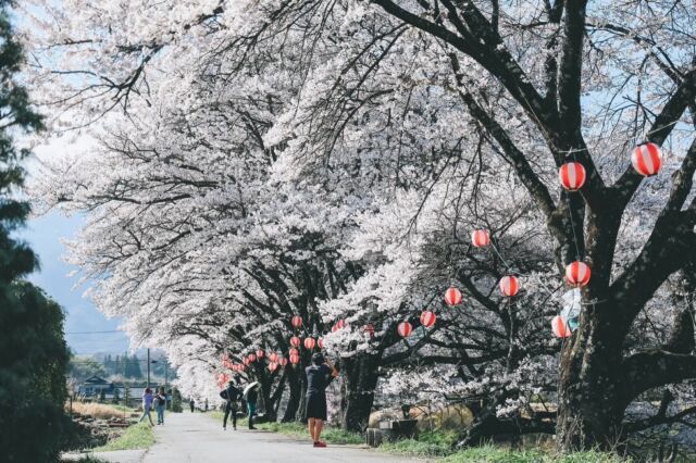 ＼いいじまの春の景色🌸①／  新しい出会いや
暮らしのはじまりに寄り添うように
桜が飯島町を彩りました
今回は、春に出会える
美しい景色をご紹介します  ——————  飯島町にある2つの道の駅
「田切の里」と「花の里いいじま」。  どちらも徒歩圏内に桜並木があり、
道の駅に立ち寄りながら
少し足を伸ばせば春の景色が楽しめます。  満開の桜も圧巻ですが、
舞い散る桜もまた風情を感じます。  あたたかな陽気に誘われて
少し外を歩きながら
春の彩りを感じてみるのもいいですね。  ——————  photo＆text
フォトアンバサダーmiwaさん
@mw24_photograph  ——————  #iijimanote #イイジマノート
#フォトアンバサダー
#田切の里 #花の里いいじま
長野県 長野観光 長野 伊那谷 南信州
飯島町 飯島 いいじま
移住 定住 田舎暮らし 移住生活 移住女子
田舎で子育て 田舎で暮らす