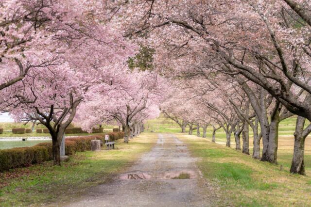 ＼花の名所🌸② 滝ヶ原堤の桜／  里のあちこちでは
淡い花びらが風に揺れ、
日常の風景をやさしく彩りました
数回にわたり飯島町内にある
花の名所をご紹介しています🌸  ——————  ②滝ヶ原つつみの桜  アグリネイチャーいいじまにある
滝ヶ原堤の桜。
@agrinatureiijima  池の周りに植えられている彼岸桜と
ソメイヨシノがとても美しいです。
とくに桜のトンネルは美しく、
写真を撮りたくなりますね。  池には鴨がくつろぎ、
東屋も撮影スポットとして素敵な場所です。  撮影は4月5日。
ソメイヨシノは8分咲きでしたが、
彼岸桜は見頃でした。  ——————  photo＆text
フォトアンバサダー前田隆幸さん
@metabolikuma1  ——————  #iijimanote #イイジマノート
#フォトアンバサダー
#桜 #アグリネーチャーいいじま 
長野県 長野観光 長野 伊那谷 南信州
飯島町 飯島 いいじま
移住 定住 田舎暮らし 移住生活 移住女子
田舎で子育て 田舎で暮らす