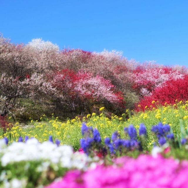 『道の駅田切の里』近くの花桃🌸
長野県で見つけた桃源郷💐
日方磐神社横で青空の下に広がるカラフルなお花の絶景✨  #日方磐神社 
#花桃 
#桃源郷 
#長野のいいところ　
#iijimanote