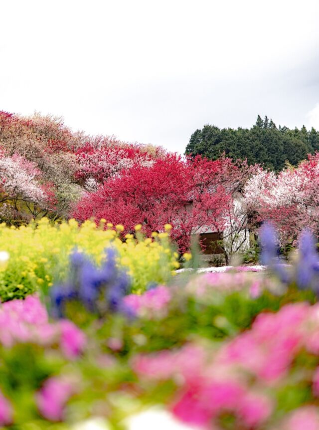 長野県飯島町日方磐神社の花桃。
休日は観光客で一杯だったので、翌日に撮影に行きましたがあいにくの雨☔
それでも雨に濡れた花たちの写真が撮れました。  #飯島町
#花桃
#日方磐神社
#長野
#南信州
#長野のいいところ
#しあわせ信州
#一眼レフ
#長野列車旅 
#sonyalpha
#japanphoto
#japantrip
#photo_jpn
#japanesestyle
#trip
#travel
#local
#naturephotography
#naturephoto
#flowers
#iijimanote
#イイジマノート
#いいじまの魅力
#goiijima2026