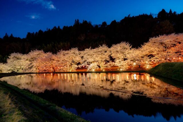 ＼花の名所🌸③藤巻川の桜並木／  里のあちこちでは
淡い花びらが風に揺れ、
日常の風景をやさしく彩りました
数回にわたり飯島町内にある
花の名所をご紹介しています🌸  ——————  ③藤巻川の桜並木  道の駅田切の里から
徒歩で行ける桜の名所です。
@tagirinosato  昼間の桜もとても綺麗ですが、
今回は夜景をお届けします。  田切の里から歩くと、
水が張られた田んぼに
リフレクションする美しい桜が見られます。  ちょうど宵の口の星が見え始めた時間帯で、
ライトアップされた桜と星と
リフレクションを撮影することが出来ました。  提灯でライトアップされた並木道も美しく、
撮影した4月5日は
見頃を迎えていた桜がとても綺麗でした。  ——————  photo＆text
フォトアンバサダー前田隆幸さん
@metabolikuma1  ——————  #iijimanote #イイジマノート
#フォトアンバサダー
#桜 #藤巻川 道の駅田切の里
長野県 長野観光 長野 伊那谷 南信州
飯島町 飯島 いいじま
移住 定住 田舎暮らし 移住生活 移住女子
田舎で子育て 田舎で暮らす