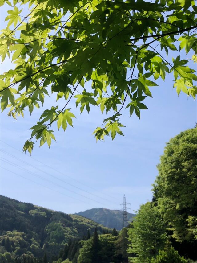 ＼いいじまの春の暮らし②／  新緑がきらめく季節
花や緑があざやかに息づいています🌱
今回は飯島町での
暮らしのひとコマをご紹介します  —————————  古民家に入居して一年、新たな春です。  ぐんぐん動き出す草木や鳥、虫たち。
昨年植えた花木も
かわいく咲いてくれました。  私は窓から眺めたり、
長靴をはいて散歩したり。
発見にあふれた時間を受け取っています。  農具小屋の隅に、
ほんの数日でできあがった
キセキレイの巣。  道具を取りに行くときには
「ちょっと失礼しますよ」
卵を抱くお母さんを驚かせないように、
小さく声をかけながら。  散歩の手土産には、
自生しているニラと三つ葉。  いつか役場でいただいた
「飯島町の生きもの図鑑」。
私の傍で役立ってくれています。  —————————  photo＆text
フォトアンバサダーハルカさん
@kimataharuka  —————————  #iijimanote #イイジマノート
#フォトアンバサダー
#古民家暮らし #春
長野県 長野観光 長野 伊那谷 南信州
飯島町 飯島 いいじま
移住 定住 田舎暮らし 移住生活 移住女子
田舎で子育て 田舎で暮らす