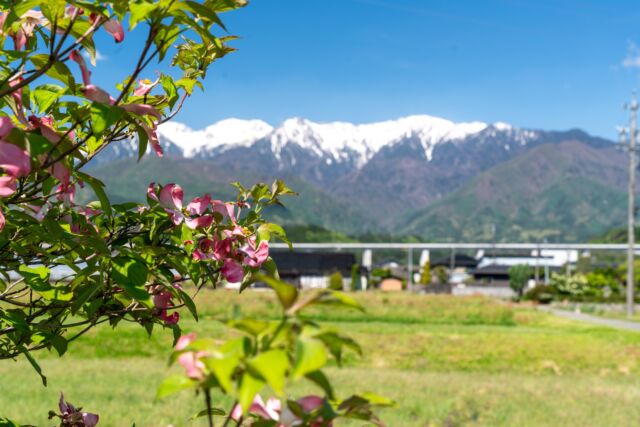 飯島町・伊那生田飯田線から見る中央アルプス。
　街路樹のハナミズキが綺麗に咲いていて、花越しに雪をかぶったアルプスがとても綺麗です。  #飯島町
#ハナミズキ
#中央アルプス
#長野
#南信州
#長野のいいところ
#しあわせ信州
#一眼レフ
#長野列車旅 
#sonyalpha
#japanphoto
#japantrip
#photo_jpn
#japanesestyle
#trip
#travel
#local  #naturephotography
#naturephoto
#flowers
#iijimanote
#イイジマノート
#いいじまの魅力
#goiijima2026